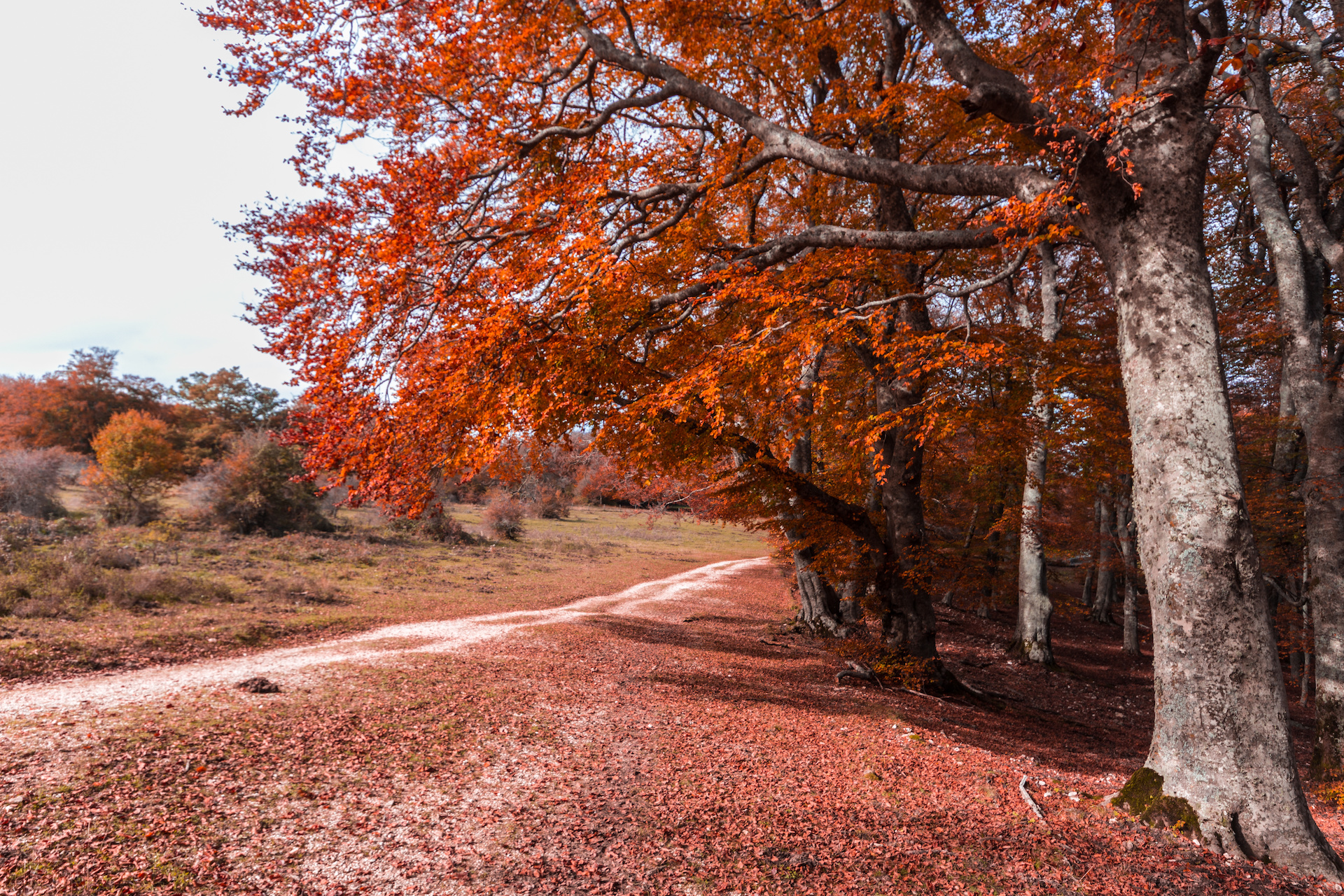 Fall foliage: in search of autumn leaves