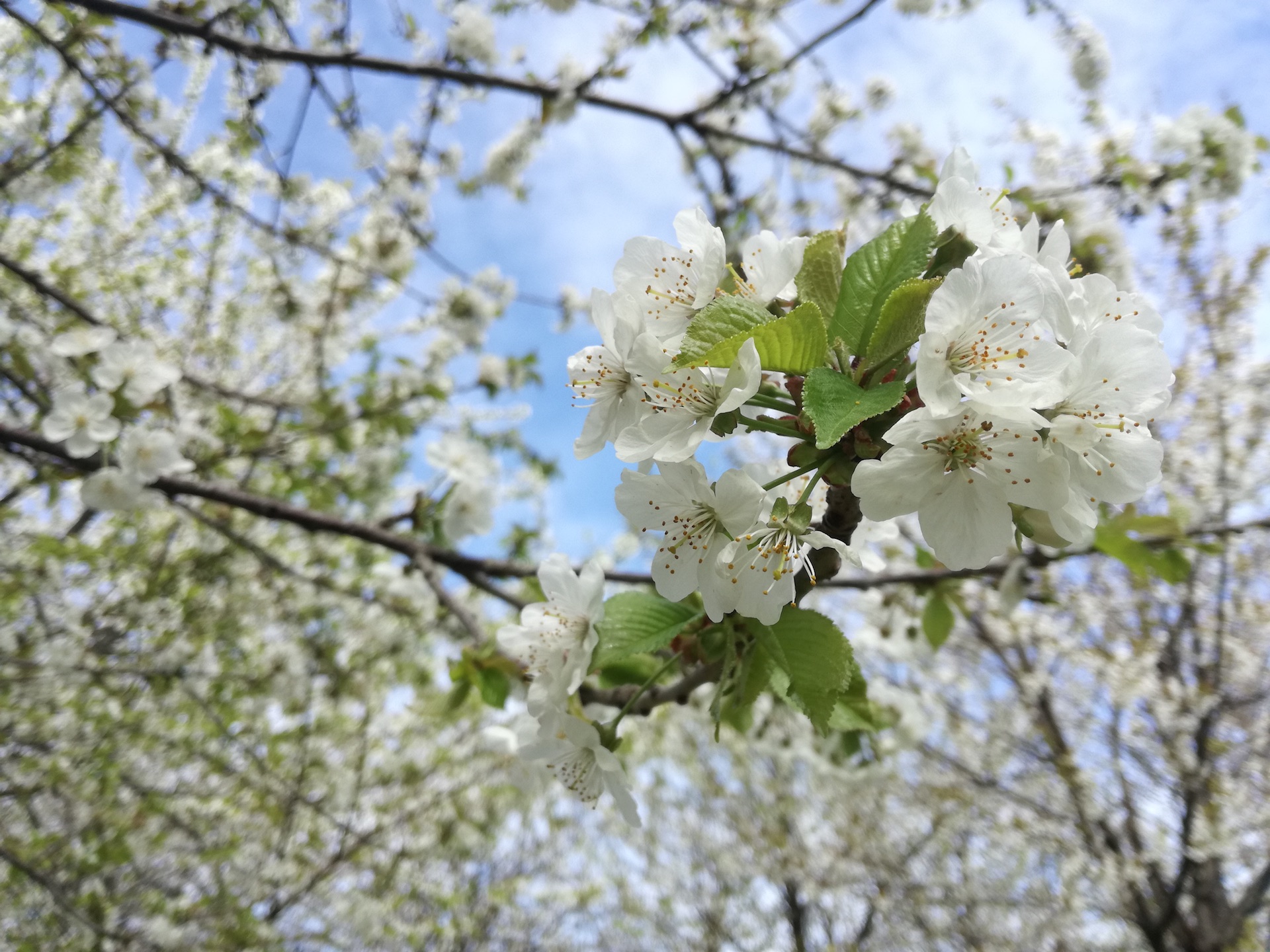 Hanami, sitting under blooming cherry trees