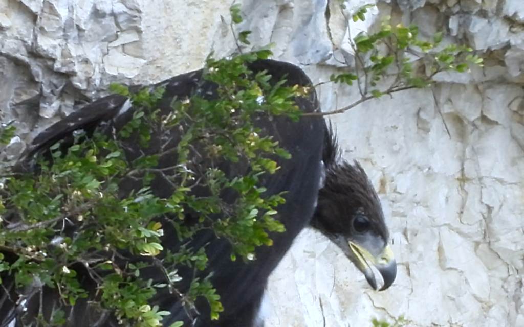 Aquila dei sibillini