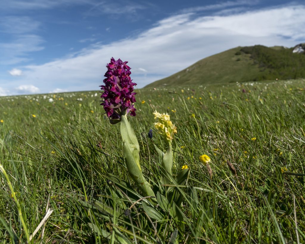 Piani di Ragnolo Orchidee3