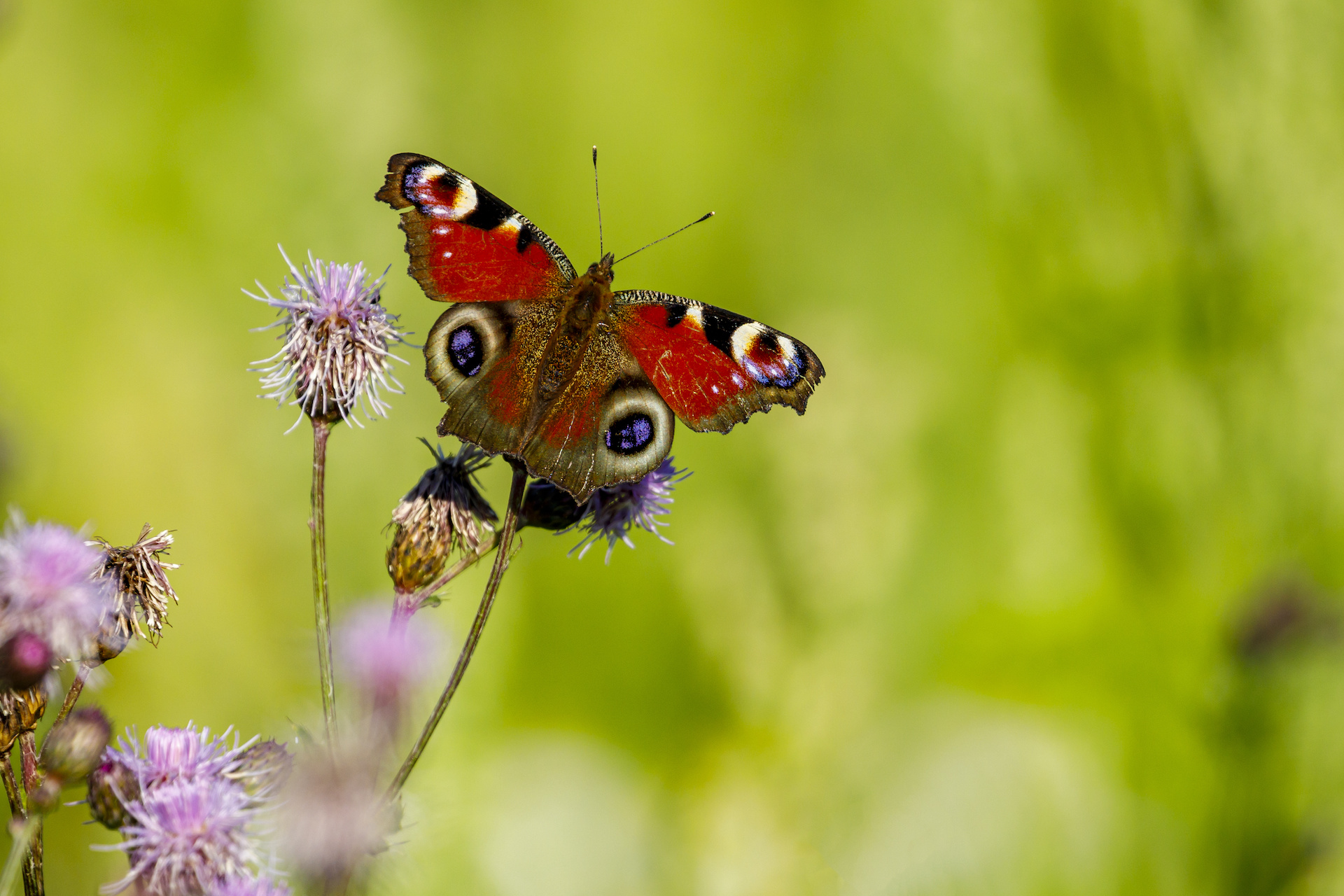 L’effetto farfalla nel giardino di Cessapalombo